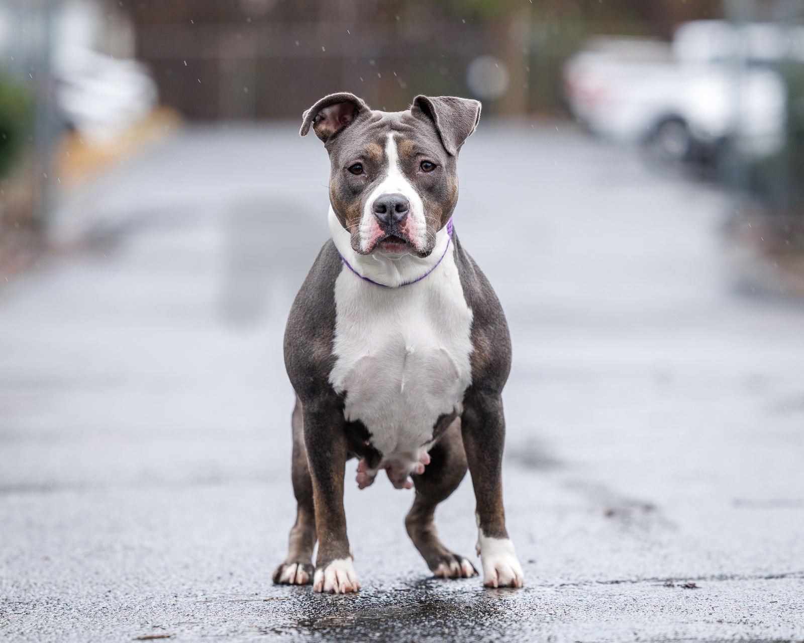 ZORA - Unknown available for adoption