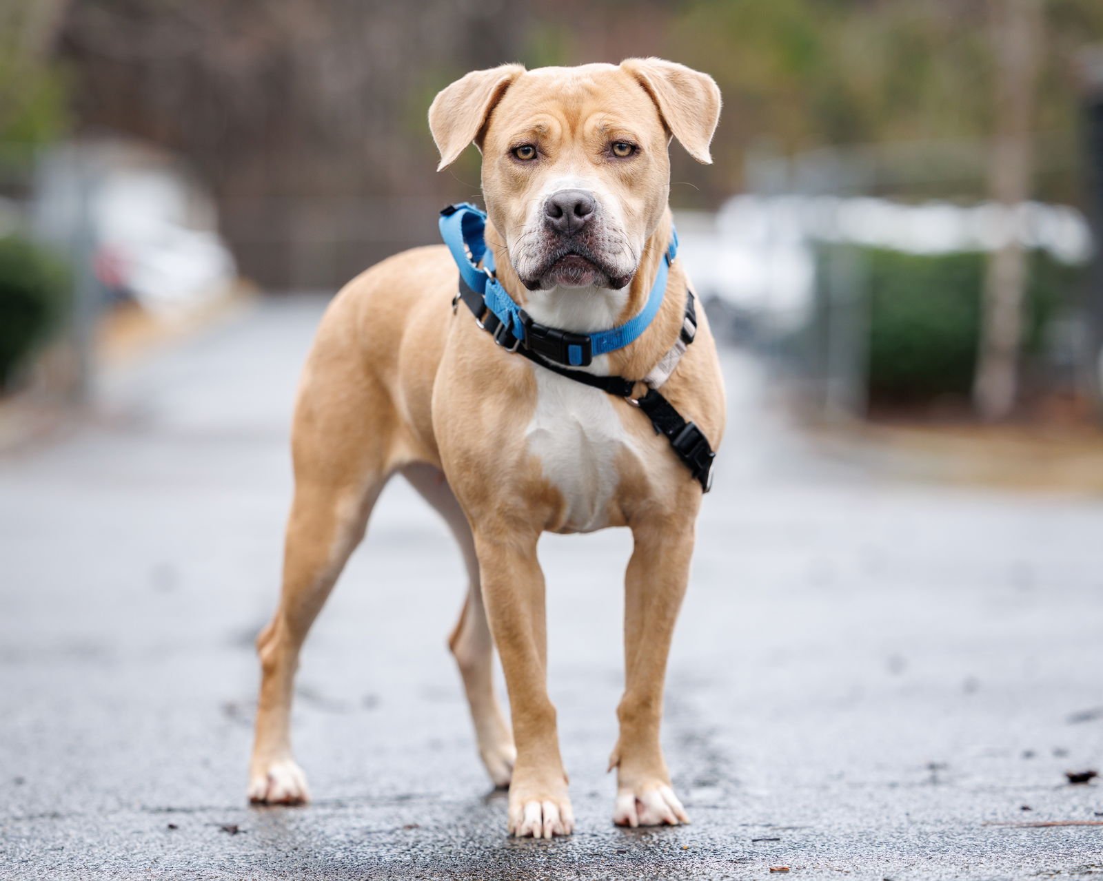 GOLDIE - Unknown available for adoption