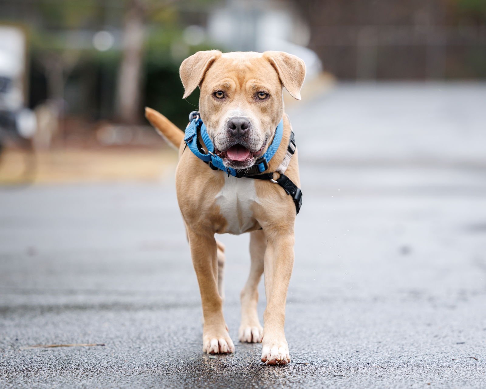 GOLDIE - Unknown available for adoption