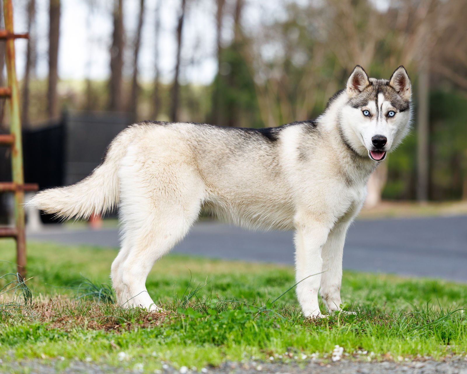 SITKA - Unknown available for adoption