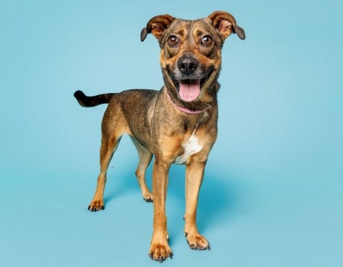 RORY - Unknown available for adoption