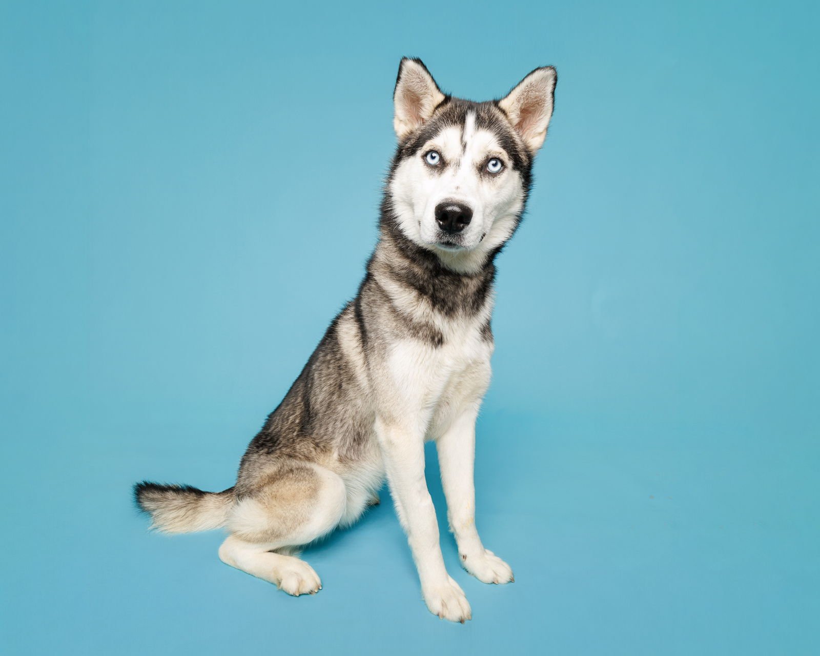 FLYNN - Unknown available for adoption