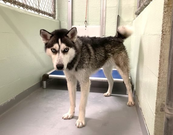 FLYNN - Unknown available for adoption