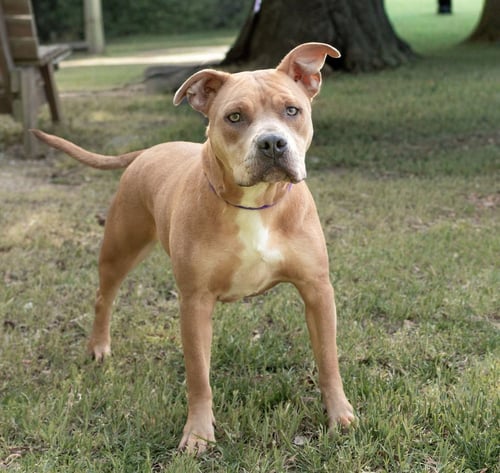 ROSIE - Unknown available for adoption