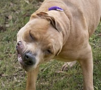 Rosie - Photo 2