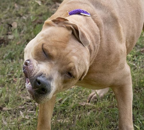 ROSIE - Unknown available for adoption