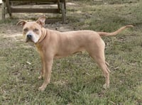 Rosie - Photo 3