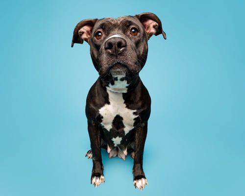 MAMA SMURF - Unknown available for adoption