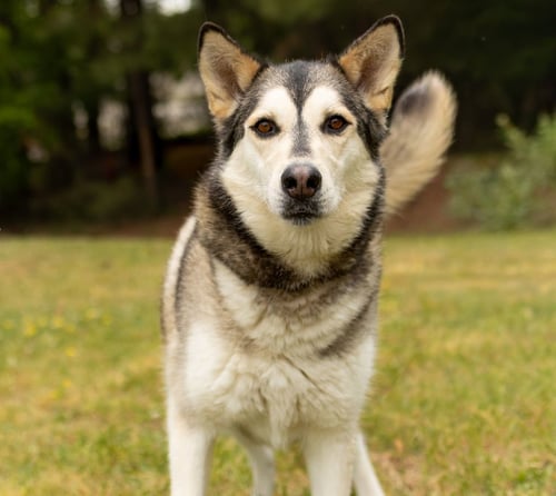 LOLLI - Husky available for adoption