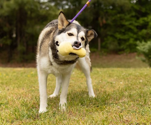 LOLLI - Husky available for adoption