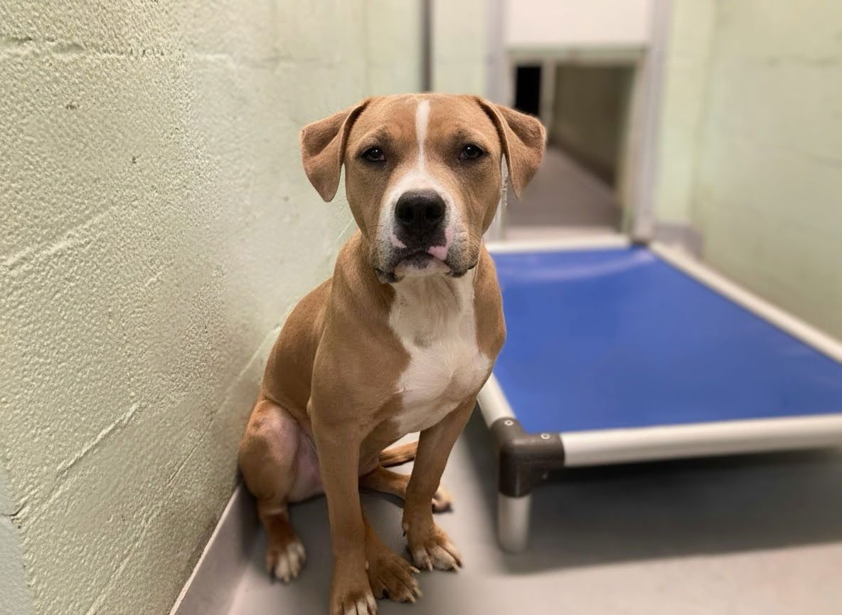 SANDWICH - Unknown available for adoption