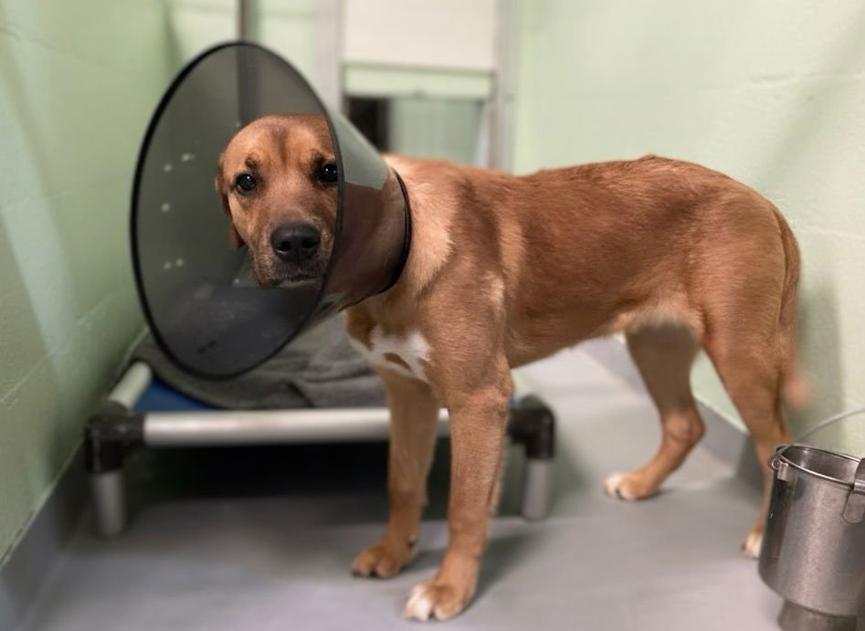 WONDER - Unknown available for adoption