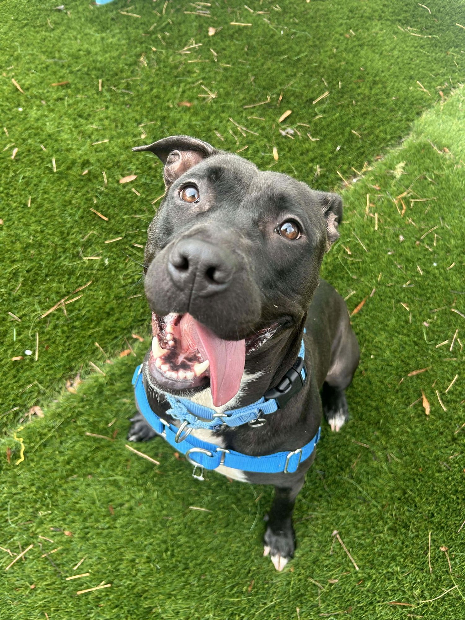 PEARL - Unknown available for adoption