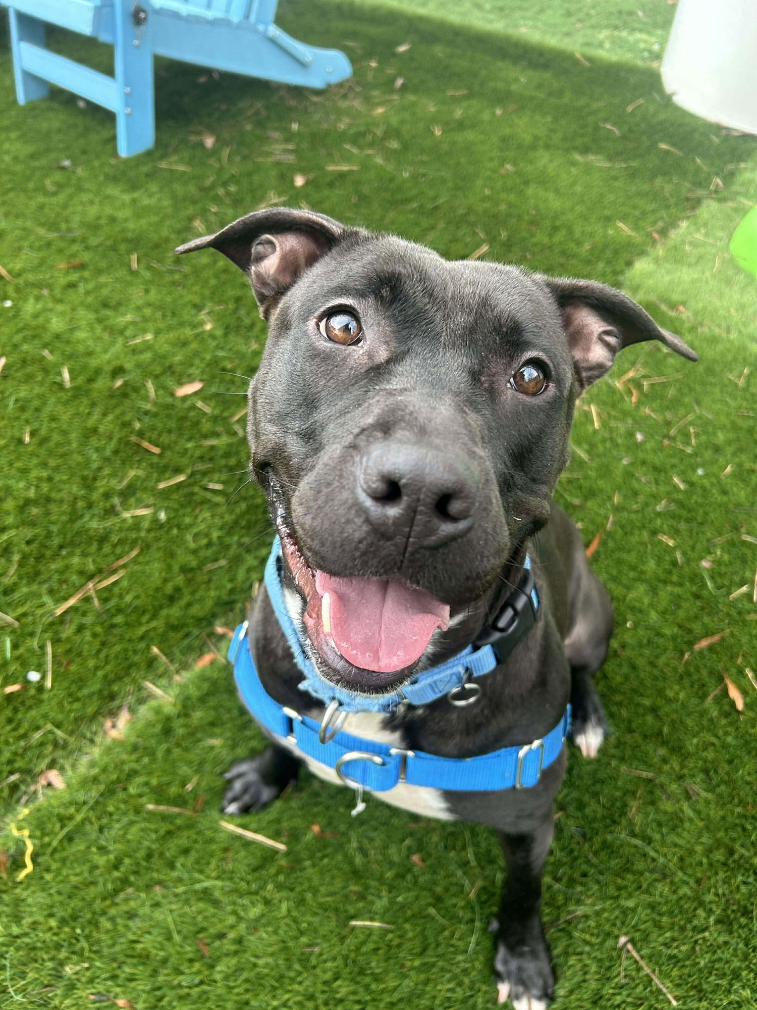 PEARL - Unknown available for adoption