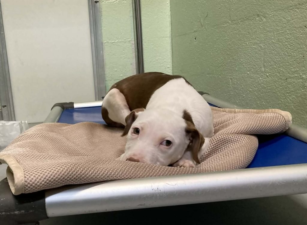 GUMBALL - Unknown available for adoption