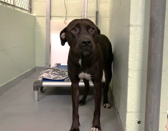 ROUX - Unknown available for adoption