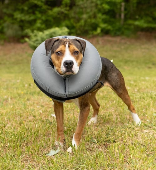 FRESH SQUEEZED - Unknown for adoption in Durham
