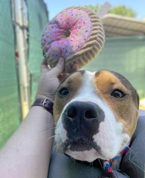 FRESH SQUEEZED - Unknown available for adoption