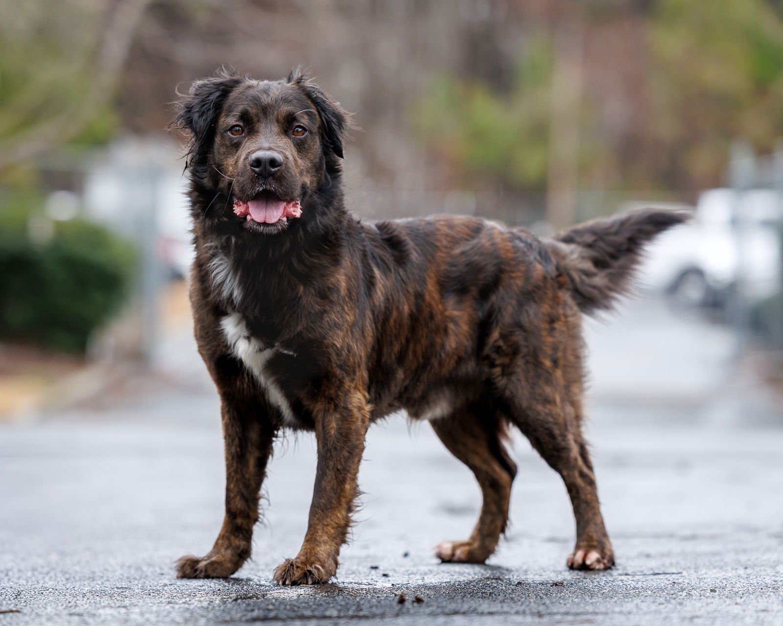 PEPE - Unknown available for adoption