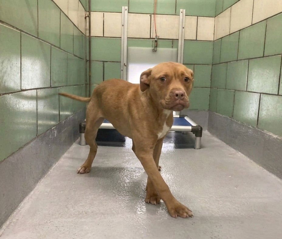 BREEZY - Unknown available for adoption