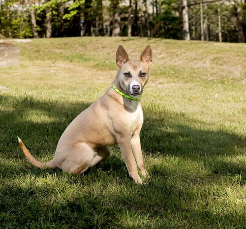 JOIE - Unknown available for adoption