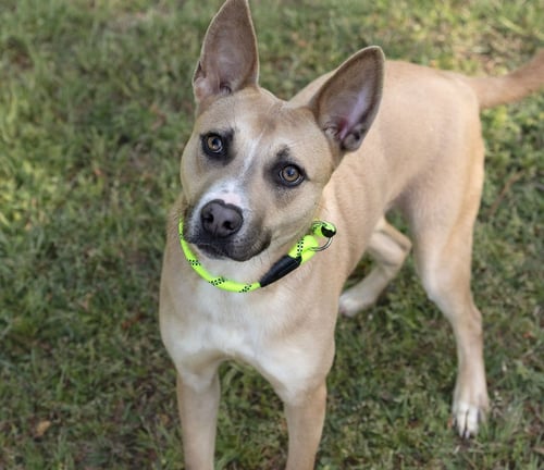JOIE - Unknown available for adoption