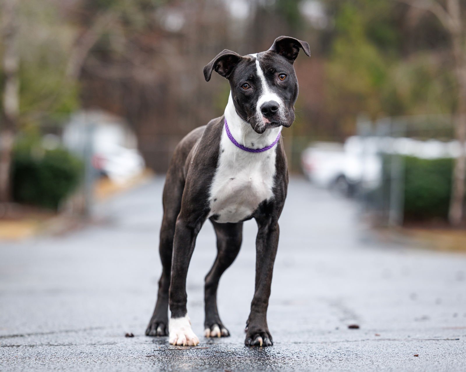 FOOSBALL - Unknown available for adoption