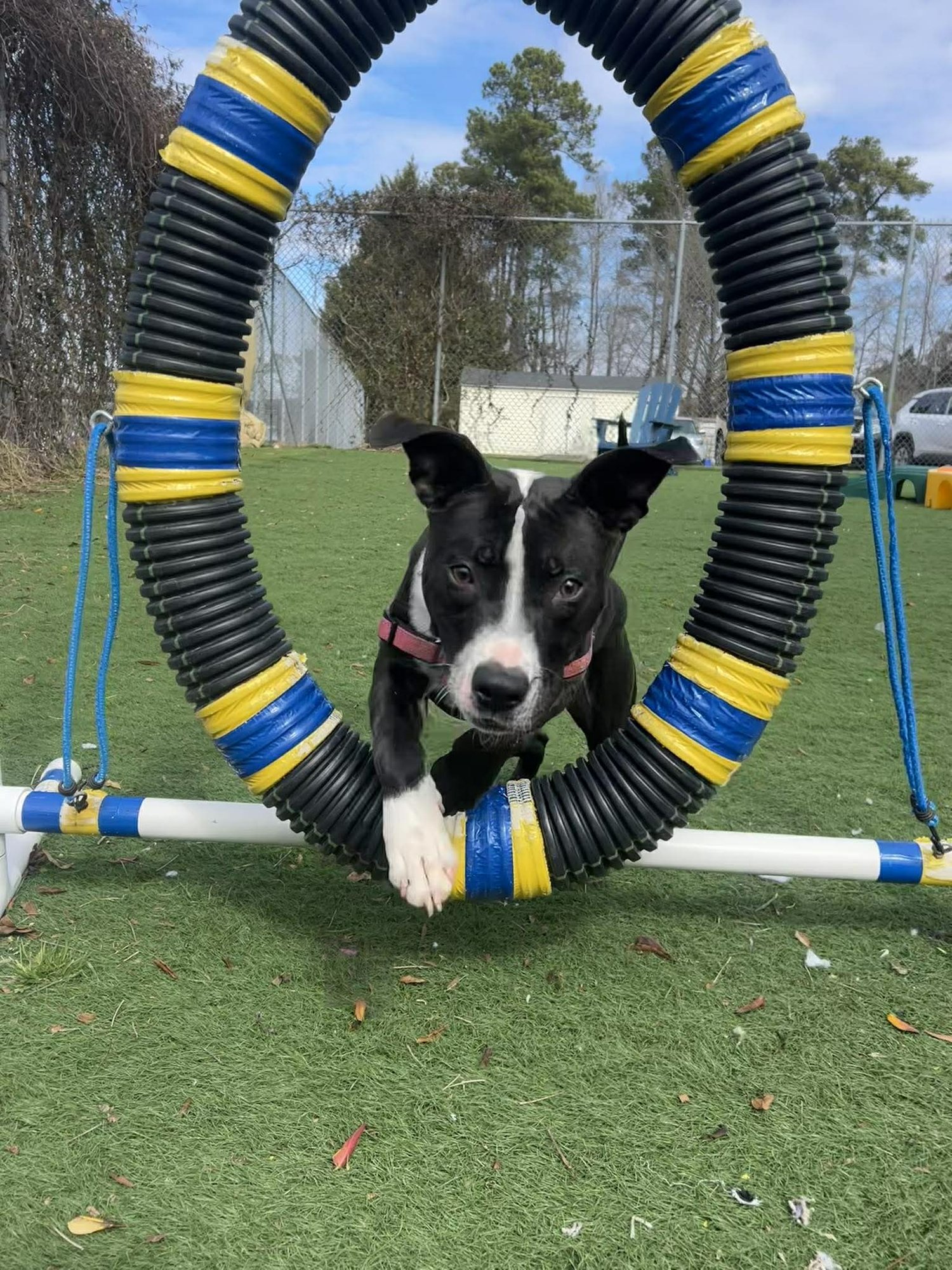 FOOSBALL - Unknown available for adoption