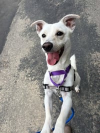 Banjo - Photo 2