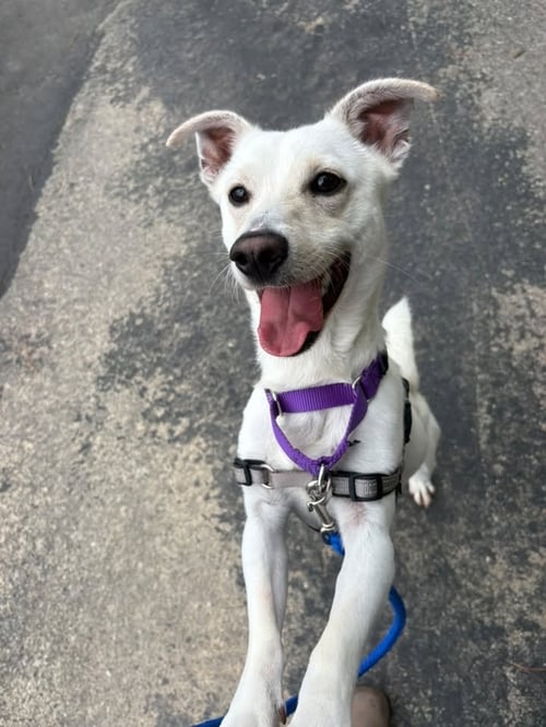 BANJO - Unknown available for adoption