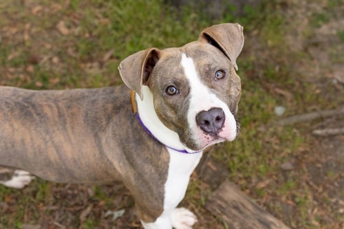 AVA - Unknown available for adoption