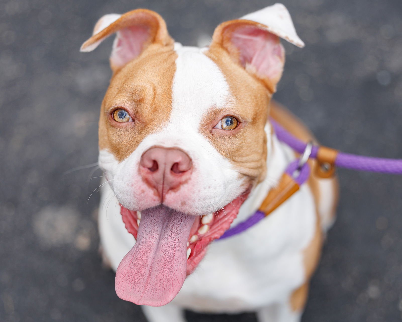 CHEYANNE - Unknown available for adoption