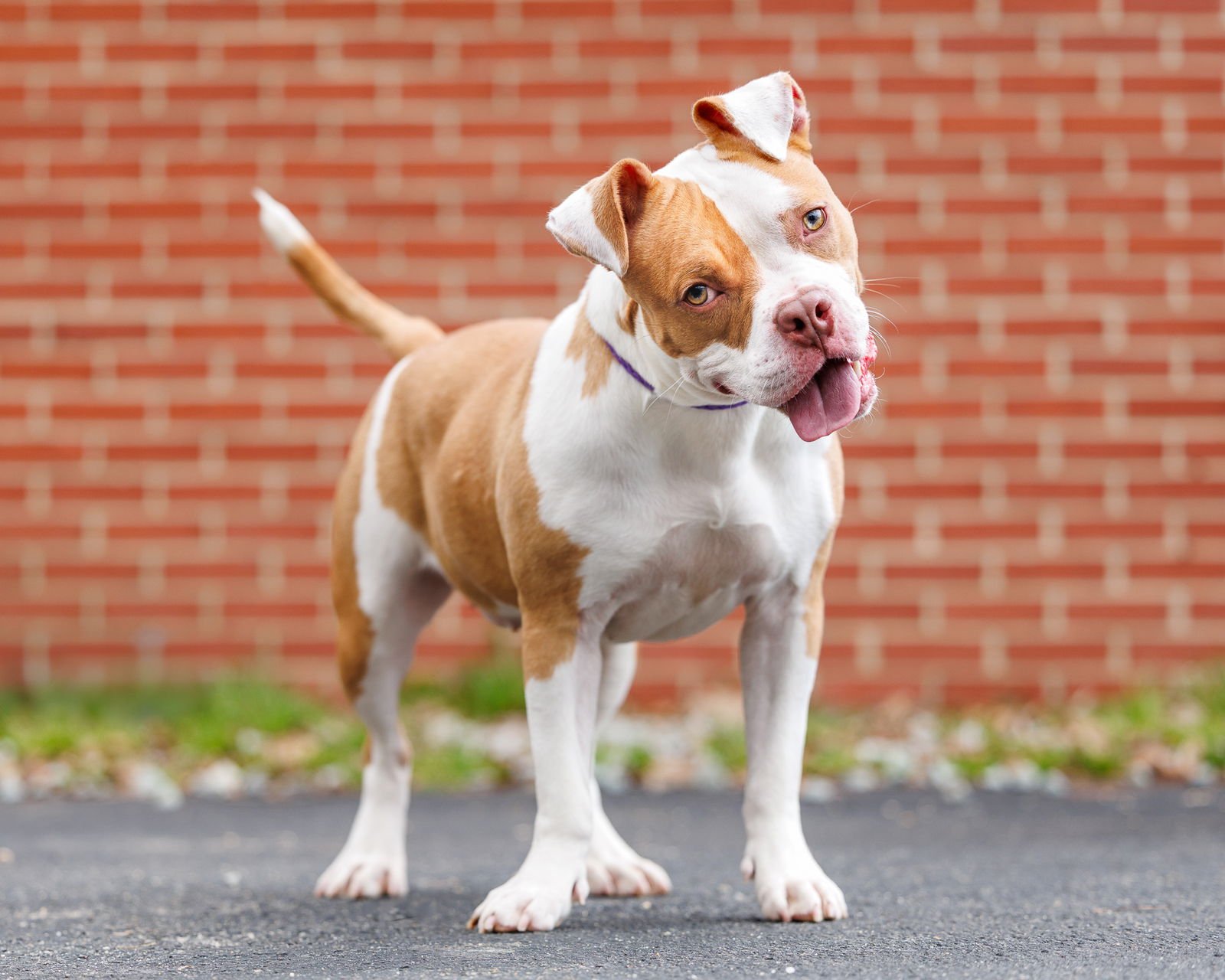 CHEYANNE - Unknown available for adoption