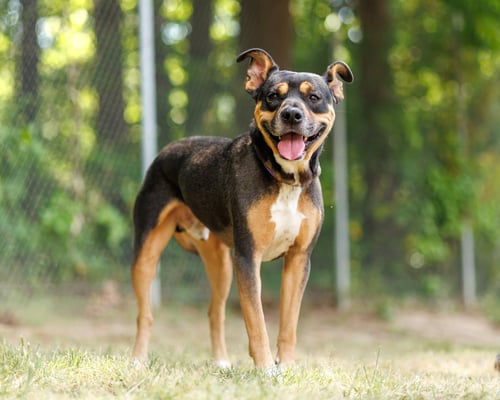 DRUM MAJOR - Unknown available for adoption