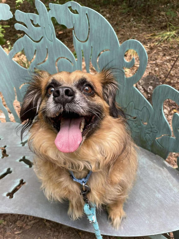 Chewy Image