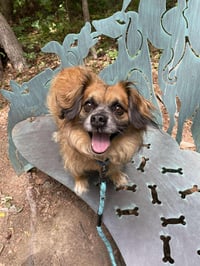 Chewy - Photo 2