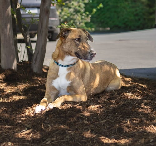 TILDA - Greyhound available for adoption