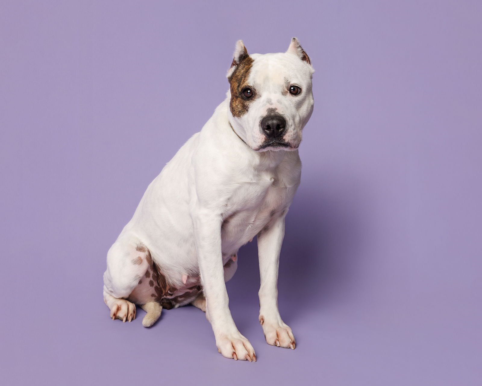 BIRDIE - Unknown available for adoption