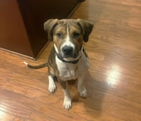 Angus - Photo 5