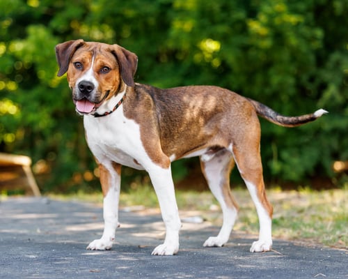 ANGUS - Hound available for adoption