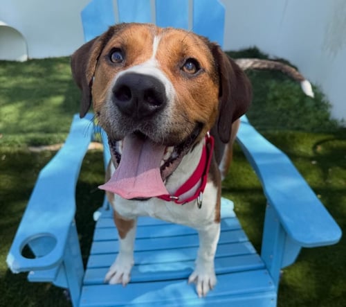 ANGUS - Hound available for adoption