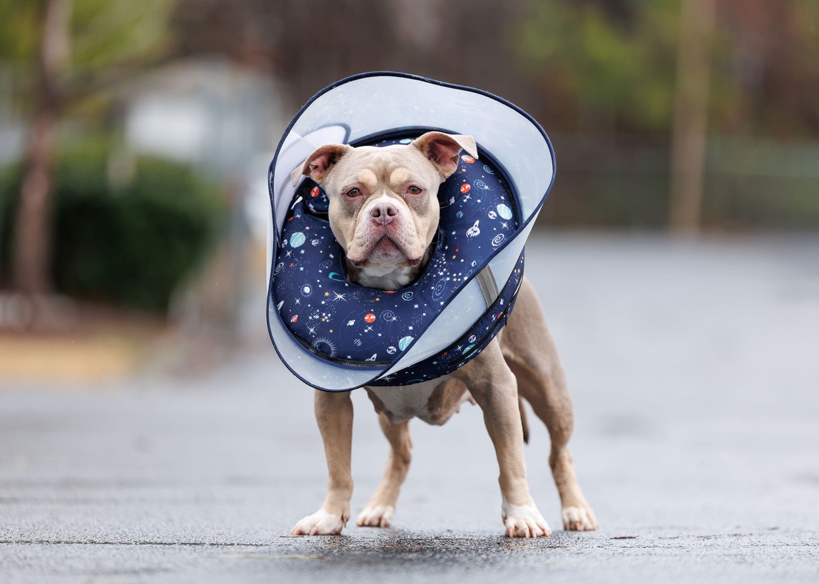 MISS TILLY - Unknown available for adoption