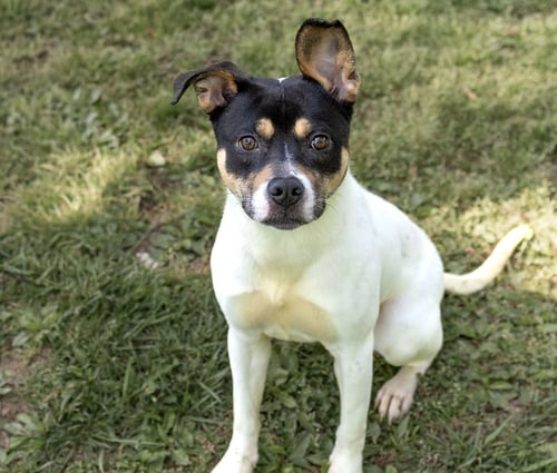 RAVEN - Unknown available for adoption