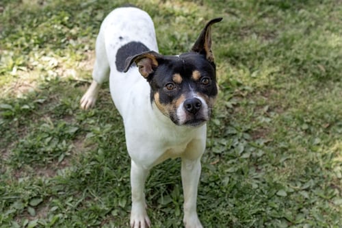 RAVEN - Unknown available for adoption
