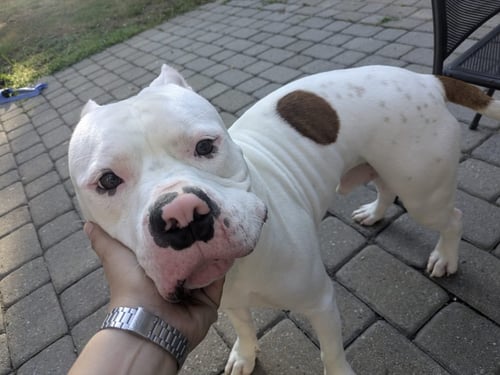 PUMBA - Unknown available for adoption