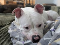 Pumba - Photo 8