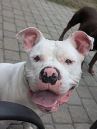 Pumba - Photo 5