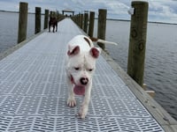 Pumba - Photo 4
