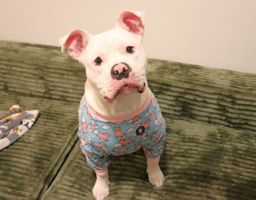 PUMBA - Unknown available for adoption