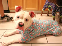 Pumba - Photo 9